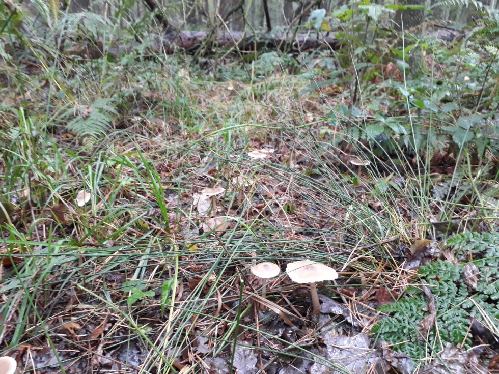 Lezing Paddenstoelen